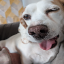 Beaglecraft icon